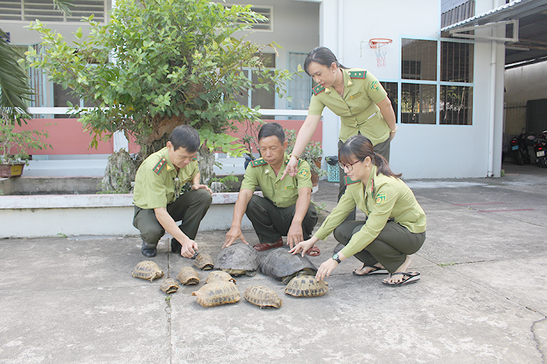 >Tiếp nhận 10 cá thể rùa do người dân tự nguyện giao nộp Nhà nước 